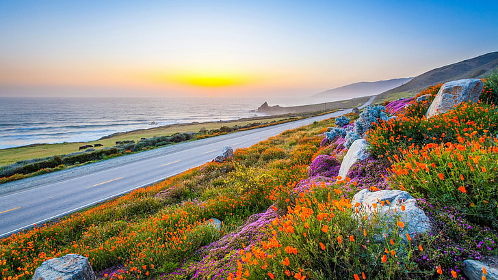 شروق الشمس، طريق، كاليفورنيا، الولايات المتحدة الأمريكية، الزهور البرية، السماء، الساحل، خلفية HD