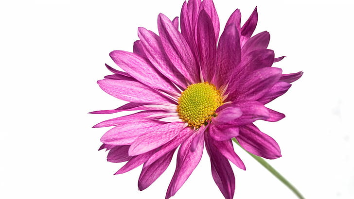 Pink Daisy 1080p HD, purple and yellow daisy, flowers, pink, 1080p, daisy, HD wallpaper