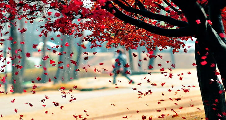 otoño, hojas, árboles, parque, hojas rojas, Fondo de pantalla HD