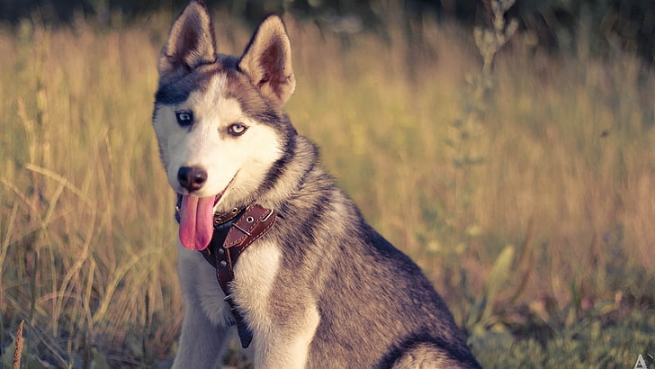 dewasa hitam dan putih Siberia husky, anjing, binatang, Wallpaper HD