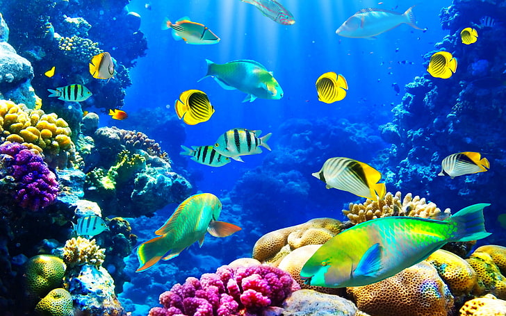 fiskar, fiskar, natur, hav, hav, sälar, under vattnet, HD tapet