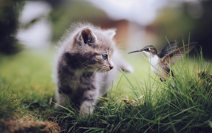 серый полосатый котенок, колибри, птицы, природа, кошка, котята, птенцы, трава, животные, HD обои