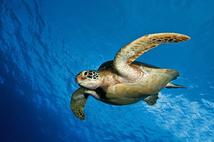 sea turtle, turtle, water, sea, swim, HD wallpaper