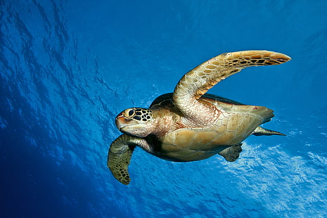 морская черепаха, черепаха, вода, море, плавать, HD обои HD wallpaper
