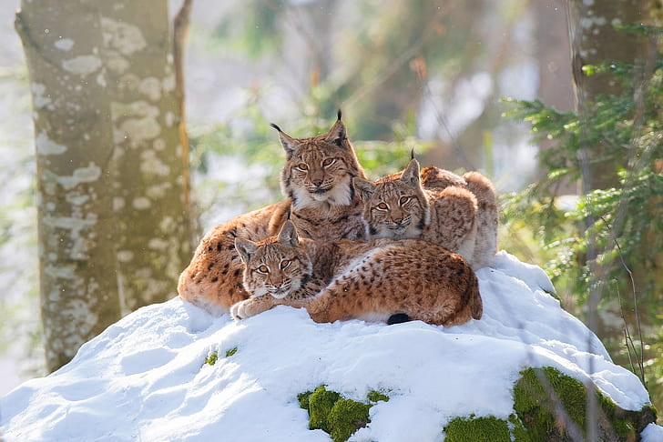 winter, forest, look, snow, branches, nature, pose, comfort, background, trunks, kittens, three, lynx, trio, mom, two, lie, cubs, two kittens, cute, Trinity, the lynx, hill, two small lynx, HD wallpaper