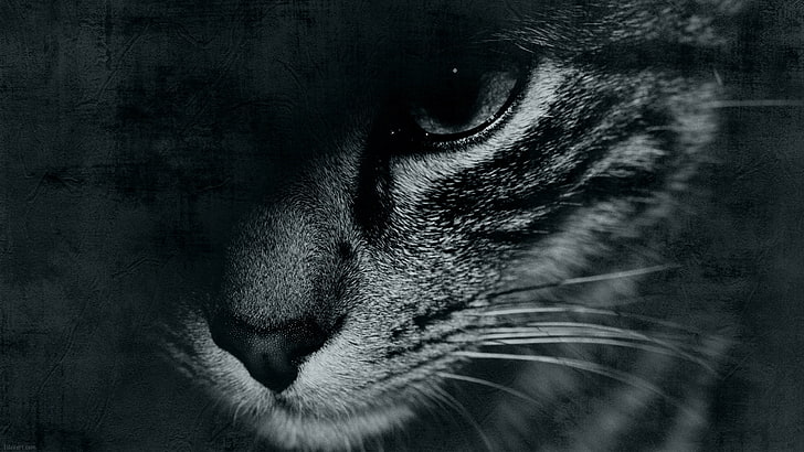 tabby cat sfondo digitale, gatto, baffi, viso, occhi, sfondo, widescreen, sfondo, bianco e nero, schermo intero, sfondi HD, schermo intero, Sfondo HD