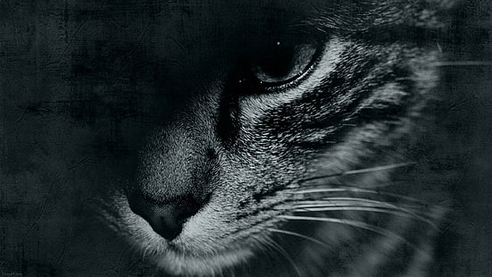 Tabby-Katze digitale Tapete, Katze, Schnurrbart, Gesicht, Augen, Hintergrund, Widescreen, Wallpaper, schwarz und weiß, Vollbild, HD Wallpaper, Vollbild, HD-Hintergrundbild HD wallpaper