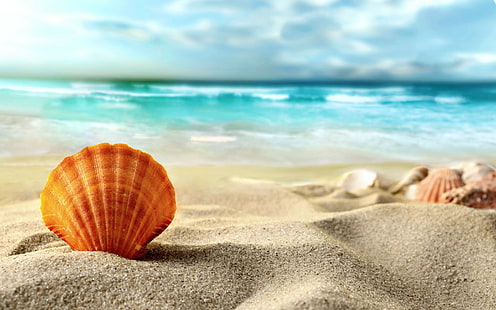 Concha, praia, mar, praia, areia, concha, mar, verão, HD papel de parede HD wallpaper