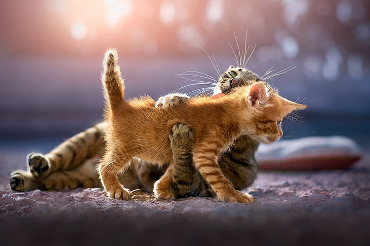 cat, light, glare, kitty, the game, paws, baby, red, grey, care, cub, mom, striped, bokeh, hugs, HD wallpaper