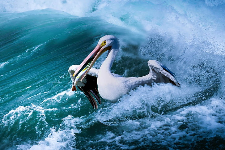 Birds, Pelican, Bird, Wildlife, HD wallpaper