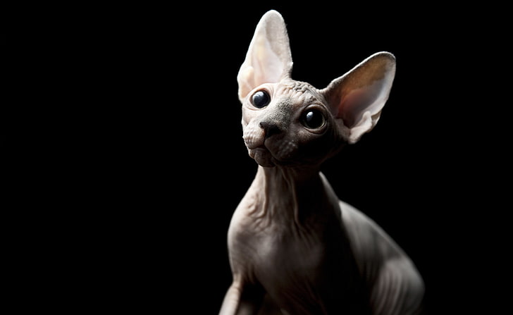 Chat Sphynx, chat Sphinx gris, Animaux, Animaux domestiques, Sphynx, Fond d'écran HD