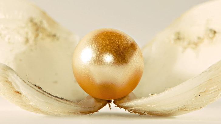 weiße Muschel, Perle, Blume, schön, sanft, HD-Hintergrundbild