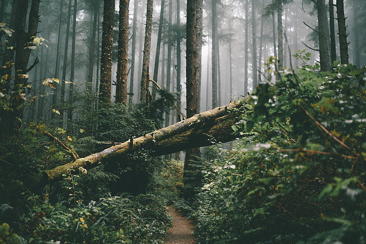 Grünpflanze, Wald, abgestorbene Bäume, Natur, Nebel, HD-Hintergrundbild