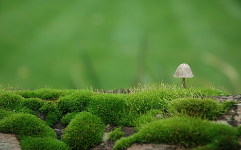 fotografia de foco seletivo de cogumelo, cogumelo, musgo, verde, degradação, HD papel de parede HD wallpaper
