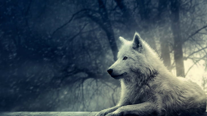 白狼、白狼犬、白狼、動物、 HDデスクトップの壁紙