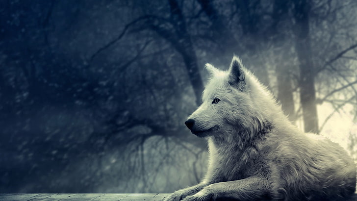 white wolf, white wolf lying on ground near tree, wolf, forest, winter, snow, animals, artwork, HD wallpaper