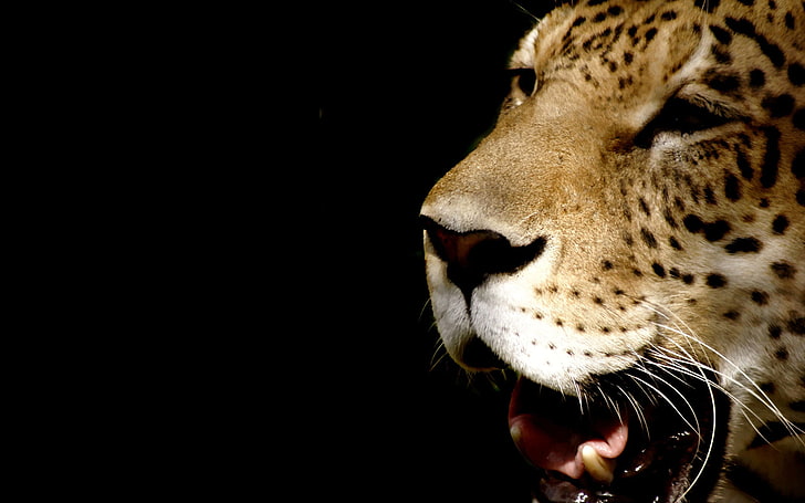 leopardo adulto, rosto, leopardo, HD papel de parede