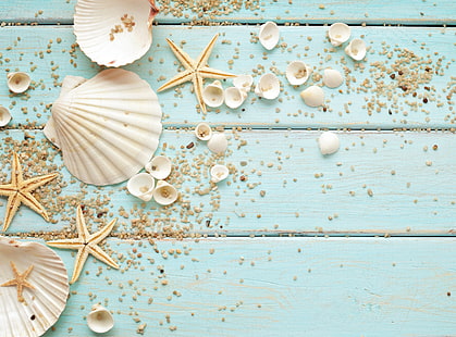 white clam shells, shell, pebbles, starfish, shells, HD wallpaper HD wallpaper