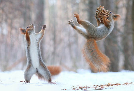squirrel, pine cones, snow, HD wallpaper HD wallpaper