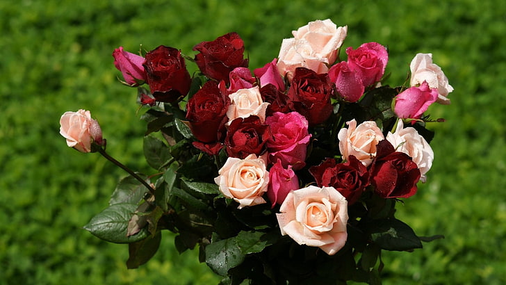 pink, rose, and beige rose flowers bouquet, roses, flowers, bouquet, different, drops, grass, HD wallpaper