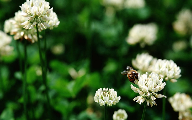 Insects, Bee, Flower, White Clover, HD wallpaper