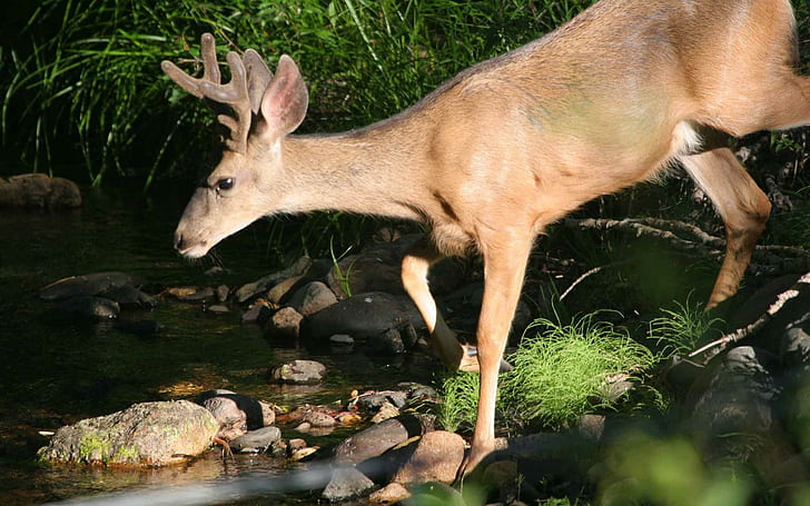 Deer In Forest Stream, stream, deer, animals, forests, HD wallpaper