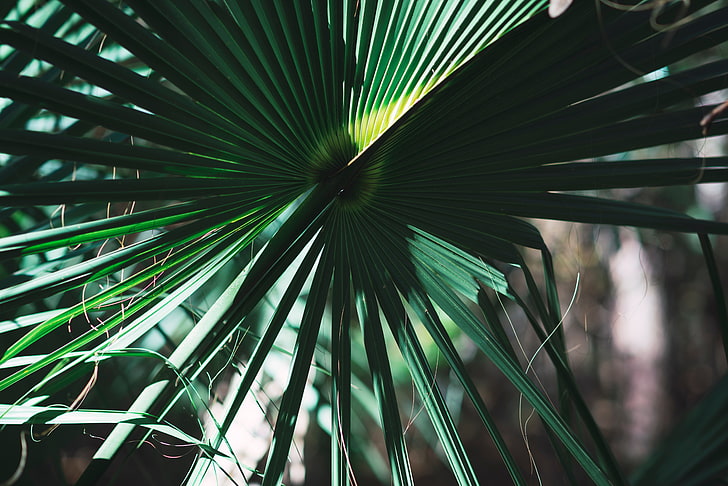 зеленое пальмовое растение, листья, растение, зелень, тень, HD обои