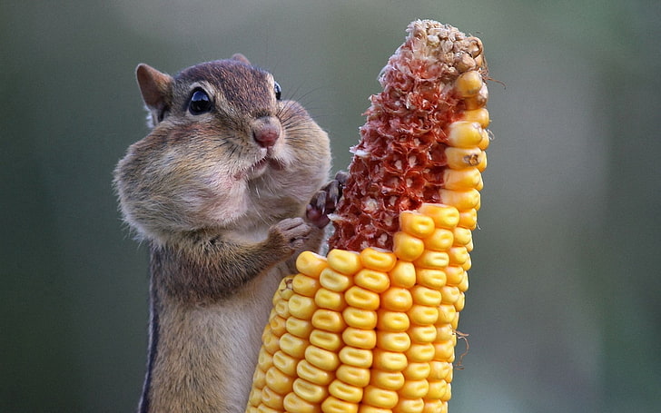 squirrel, squirrel, food, corn, HD wallpaper