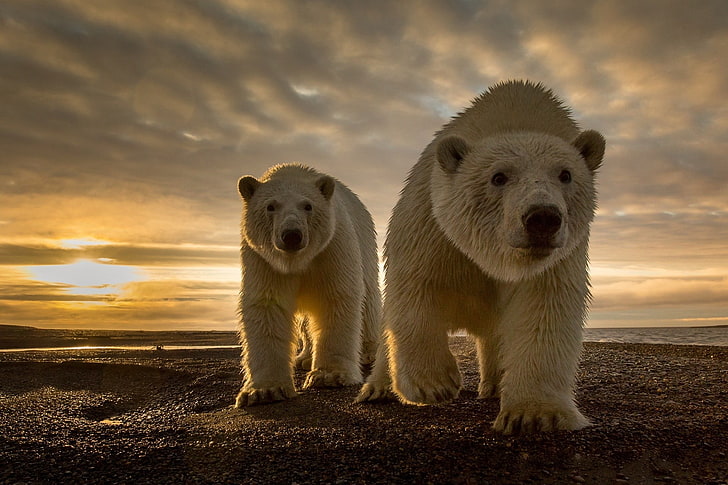 dois ursos polares brancos, dois ursos polares andando no campo, animais, ursos polares, sol, nuvens, natureza, luz solar, mar, areia, noite, horizonte, olhando para o espectador, HD papel de parede