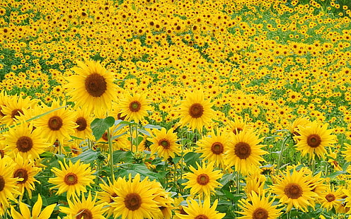 Sunflower Field HD, flowers, field, sunflower, HD wallpaper HD wallpaper