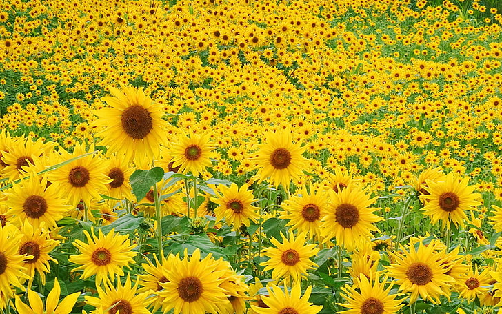 Sunflower Field, Sunflower, Field, HD wallpaper