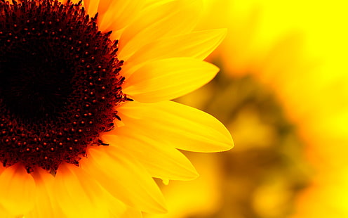 latar belakang screensaver bunga matahari, Wallpaper HD HD wallpaper