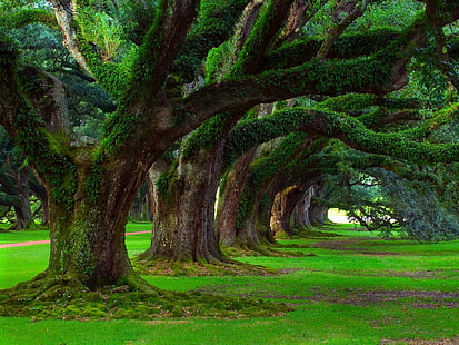 الشجرة المورقة الخضراء ، أشجار البلوط ، العشب ، الأشجار ، الطحلب ، الأخضر ، القديم ، الطبيعة ، المناظر الطبيعية، خلفية HD HD wallpaper