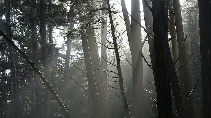 Fort Ross, bosque, bosque, árboles, luz solar, rayos de sol, rayo de sol, bosques, niebla, California, Estados Unidos, Fondo de pantalla HD