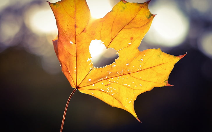 Autumn Heart Bokeh, maple leaf, Nature, Autumn, love, heart, bokeh, HD wallpaper