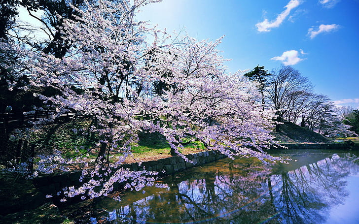 日本の桜、日本、桜、花、 HDデスクトップの壁紙