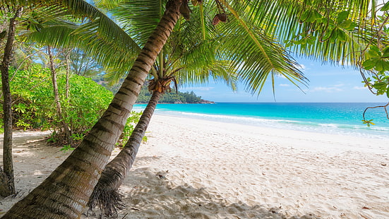 8k uhd, palm tree, sandy beach, shore, coast, palm, beach, azure, sand, 8k, summer, vacation, tropical, exotic, HD wallpaper HD wallpaper