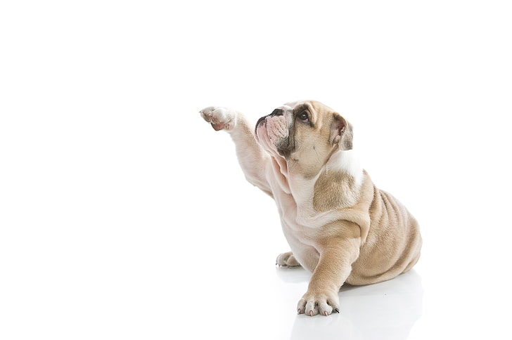 short-coated white and tan dog, dog, puppy, white background, profile, English bulldog, HD wallpaper