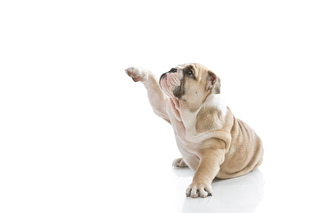 cão branco e bronzeado de pêlo curto, cão, filhote de cachorro, fundo branco, perfil, bulldog inglês, HD papel de parede HD wallpaper