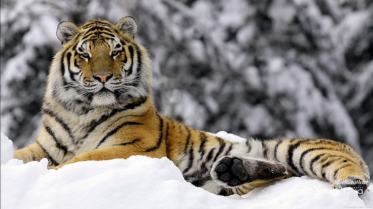 adult brown, black, and white tiger, animals, tiger, winter, snow, HD wallpaper
