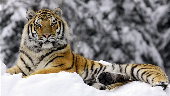 adult brown, black, and white tiger, animals, tiger, winter, snow, HD wallpaper HD wallpaper