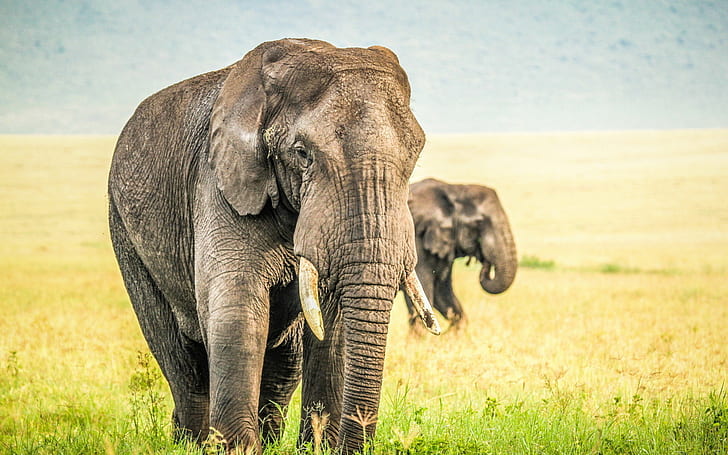 Слоны в дикой природе, слоны, дикие, животные, HD обои