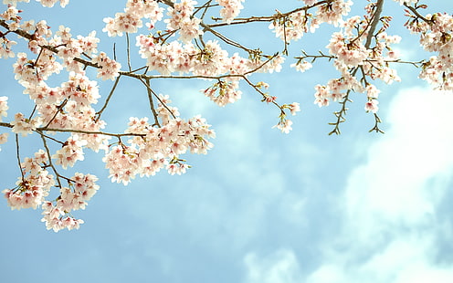beyaz kiraz çiçeği ağacı, gökyüzü, çiçekler, dalları, ağaç, çiçekli, meyve, HD masaüstü duvar kağıdı HD wallpaper