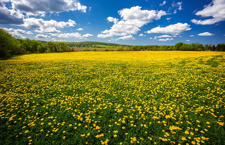 Dandelion Field Flowers Spring Blue Sky And White Cloud Beautiful Desktop Wallpaper Hd, Fondo de pantalla HD