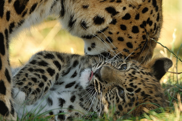 leopard cub, amur leopard cub, kitten, motherhood, predators, leopard, HD wallpaper