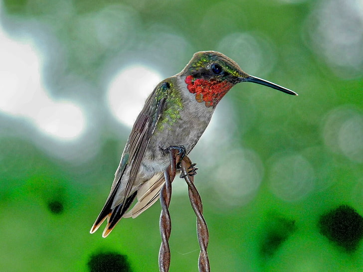 Elliston Home Rubythroated Hummingbird Animals Birds Seni HD, home, VA, Elliston, Wallpaper HD