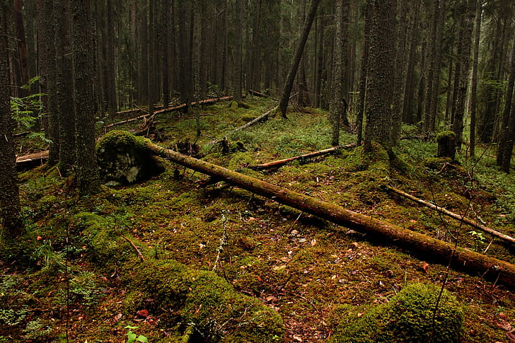 自然、木、森、風景、 HDデスクトップの壁紙