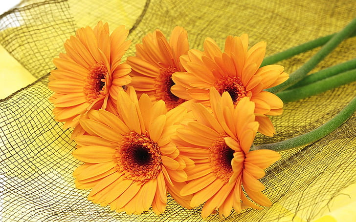 ดอกไม้เยอบีร่าวอลล์เปเปอร์ HD สีเหลือง, วอลล์เปเปอร์ HD
