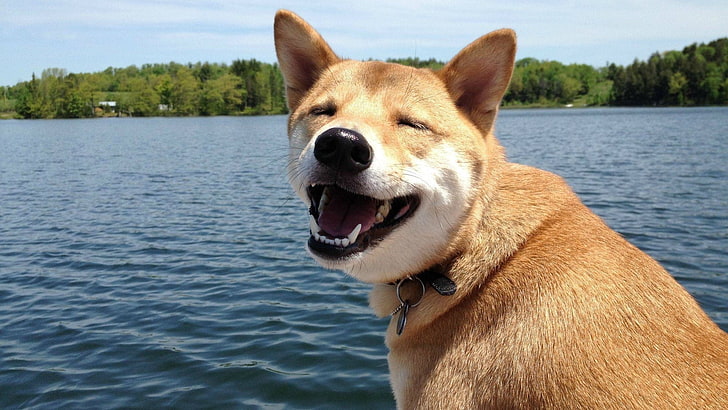 cachorro, sorriso, engraçado, HD papel de parede