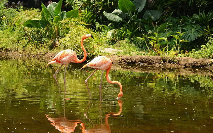 flamingos, birds, wildlife, pond, animals, HD wallpaper